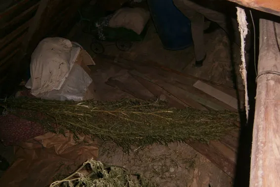 На Львівщині у чоловіка знайшли коноплі на 120 тисяч гривень (Фоторепортаж) — фото 6