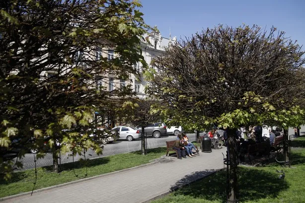У Львові на проспекті Шевченка привертає до себе увагу кленова алея, яка цьогоріч дуже «бідно» зазеленіла (фото) — фото 2