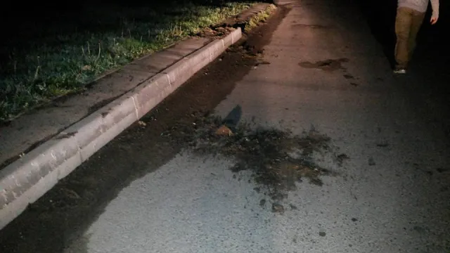 Невідомі просто з вулиці вкрали 16 саджанців туї (фото) — фото 2